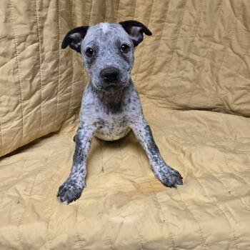 Labrador Retriever and Hound Dogs Available for Adoption - Slate | PetCurious