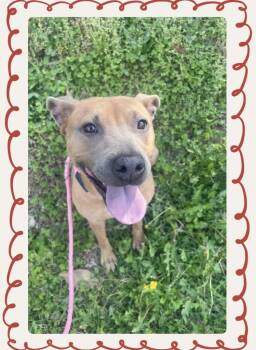 Ginger -  Pit Bull Terrier Dog Available for Adoption in Douglasville, Georgia - Ginger | PetCurious