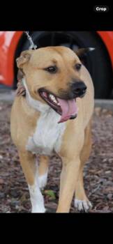 Rescue Mixed Breed Dogs for Adoption in Livingston, Texas - Tilly | PetCurious