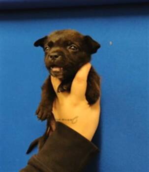 KATHERINE -  Chihuahua and Mixed Breed Dog for Adoption in Albuquerque, New Mexico - KATHERINE | PetCurious