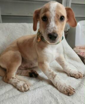CUBBY -  Dachshund and Terrier Dog for Adoption - CUBBY | PetCurious
