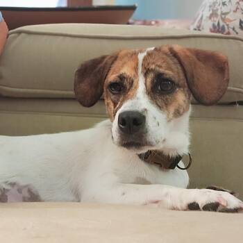 Poppy -  Beagle and Jack Russell Terrier Dog for Adoption in Raleigh, North Carolina - Poppy | PetCurious
