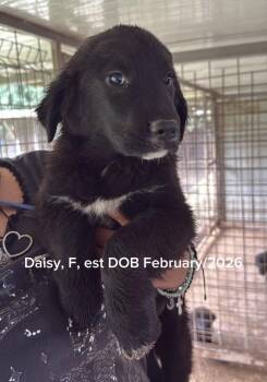 Daisy -  Newfoundland Dog and Chow Chow Dog for Adoption in Shrewsbury, Massachusetts - Daisy | PetCurious