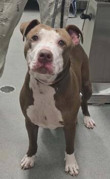 Momma -  American Bulldog and Pit Bull Terrier Dog for Adoption in Hillsdale, Indiana - Momma | PetCurious