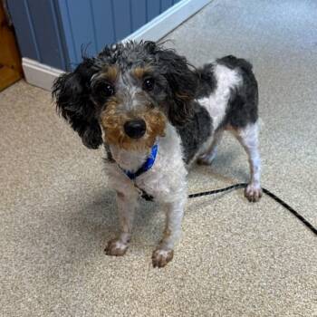 Flapjack -  Miniature Poodle Dog for Adoption in Sunderland, Maryland - Flapjack | PetCurious