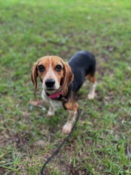 Tootie -  Beagle and Basset Hound Dog for Adoption in Aiken, South Carolina - Tootie | PetCurious