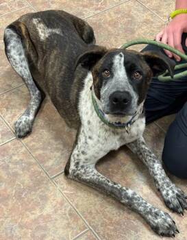 Hound and Australian Cattle Dog Blue Heeler Dogs Available for Adoption in Littleton, Colorado - Bulbasaur | PetCurious