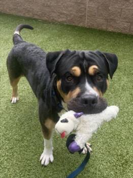 BIG BOSS -  Mastiff Dog for Adoption in Derwood, Maryland - BIG BOSS | PetCurious