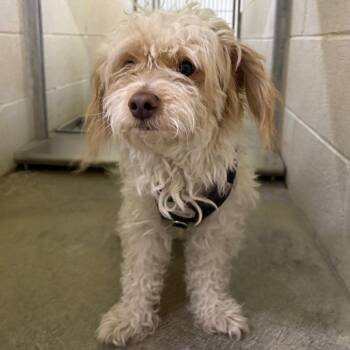 Bea2224 -  Maltese Dog for Adoption in San Jacinto, California - Bea2224 | PetCurious