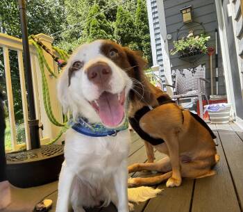 Abby -  Spaniel Dog for Adoption in Plainfield, Illinois - Abby | PetCurious