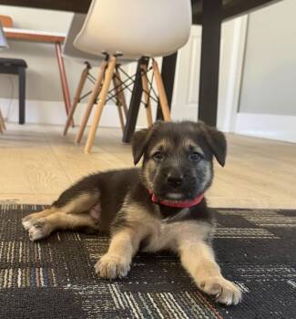 Karl Barkley -  Shepherd and German Shepherd Dog Dog for Adoption in Tampa, Florida - Karl Barkley | PetCurious