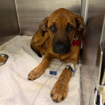 Labrador Retriever and Mixed Breed Dogs Available for Adoption in Austin, Texas - Violet | PetCurious
