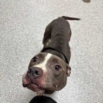 Thrax -  American Staffordshire Terrier Dog for Adoption in Grand Rapids, Michigan - Thrax | PetCurious