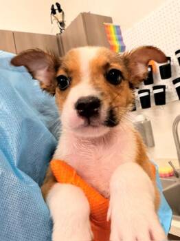 WOODSTOCK -  Pit Bull Terrier and Mixed Breed Dog for Adoption in Baytown, Texas - WOODSTOCK | PetCurious