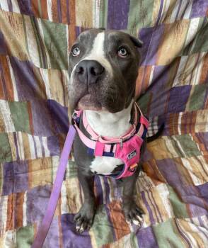 Cane Corso and Pit Bull Terrier Dogs Available for Adoption in Jackson, Michigan - Raven | PetCurious
