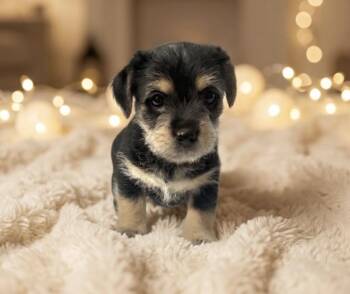 Yorkshire Terrier and Miniature Dachshund Dogs Available for Adoption - Maurice | PetCurious