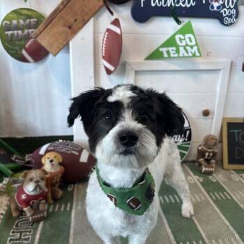 Scrambler -  Shih Tzu and Mixed Breed Dog for Adoption in Broken Arrow, Oklahoma - Scrambler | PetCurious