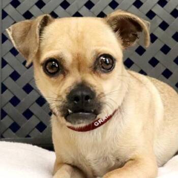 Jalapena -  Chihuahua and Pug Dog for Adoption in Fort Davis, Texas - Jalapena | PetCurious