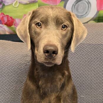 Brownie -  Labrador Retriever and Mixed Breed Dog for Adoption in Normal, Illinois - Brownie | PetCurious