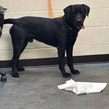 Rescue Mixed Breed Dogs for Adoption in Memphis, Tennessee - Bear | PetCurious