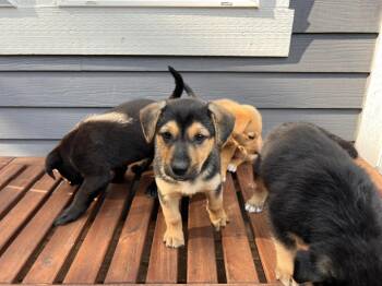 Forest - Male puppy -  Mixed Breed Dog for Adoption in Sammamish, Washington - Forest - Male Puppy | PetCurious