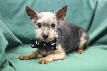 Yorkshire Terrier Dogs Available for Adoption - Donkey In NH! Come Meet Our Adoptable Dogs Wednesday-Saturday. M | PetCurious
