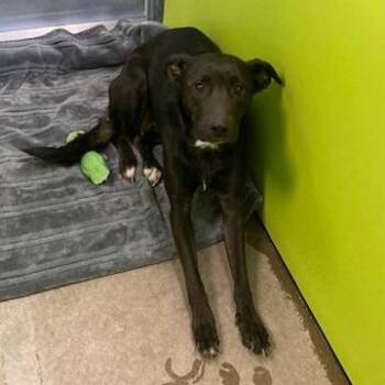 Babe - Stray Hold Up 10/18 -  Black Labrador Retriever and Mixed Breed Dog for Adoption in Spokane, Washington - Babe - Stray Hold Up 10/18 | PetCurious