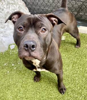 Pit Bull Terrier Dogs Available for Adoption in Minneapolis, Minnesota - EARL | PetCurious