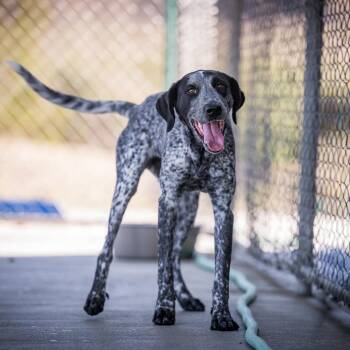 Chip -  Australian Cattle Dog Blue Heeler and Pointer Dog for Adoption in Twentynine Palms, California - Chip | PetCurious