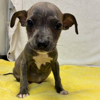 Tic -  Mixed Breed Dog for Adoption in Binghamton, New York - Tic | PetCurious