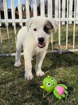 Great Pyrenees Dogs Available for Adoption - Ezra | PetCurious
