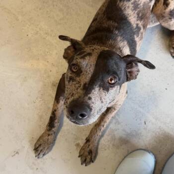 Catahoula Leopard Dog and Terrier Dogs Available for Adoption in Clarksdale, Mississippi - Mocha (Sissy) | PetCurious