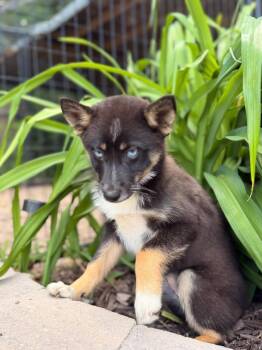 Patsy -  Pomsky Dog for Adoption in North Freedom, Wisconsin - Patsy | PetCurious