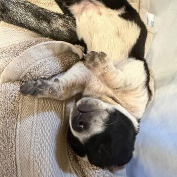 Togo -  Mixed Breed Dog for Adoption in Moab, Utah - Togo | PetCurious