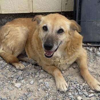 Mia -  German Shepherd Dog Dog for Adoption in Pahrump, Nevada - Mia | PetCurious
