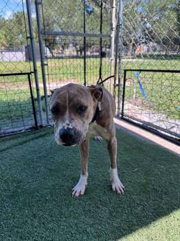Nancy -  American Bulldog Dog for Adoption in Lakeland, Florida - Nancy | PetCurious