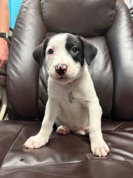 Pit Bull Terrier and Australian Shepherd Dogs Available for Adoption - Half Baked | PetCurious