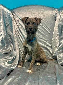 Terrier and Australian Cattle Dog Blue Heeler Dogs Available for Adoption in Walker, Louisiana - Baxter | PetCurious