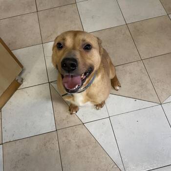 Pit Bull Terrier and Shepherd Dogs Available for Adoption in Richmond Hill, Ontario - Athena | PetCurious