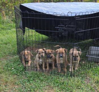 Mixed Breed Dogs Available for Adoption in Brewster, New York - Beatrice (B Pups) | PetCurious