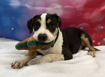 Sweet Baby Ray -  Pit Bull Terrier Dog for Adoption in Shelbyville, Kentucky - Sweet Baby Ray | PetCurious