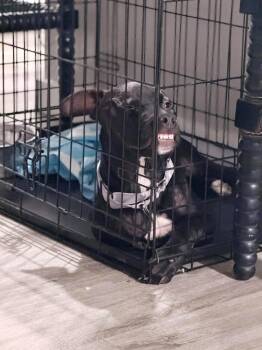 McPickle -  Black Labrador Retriever and American Staffordshire Terrier Dog for Adoption in Humble, Texas - McPickle | PetCurious