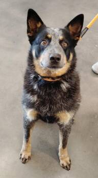 Cooper -  Australian Cattle Dog Blue Heeler Dog for Adoption in Clarksville, Tennessee - Cooper | PetCurious