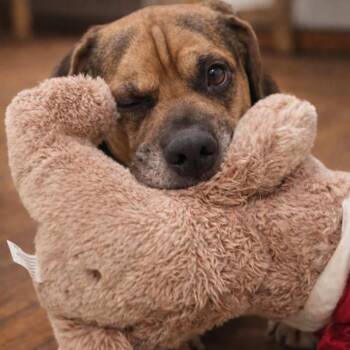 Beagle and Mixed Breed Dogs Available for Adoption - Lex | PetCurious