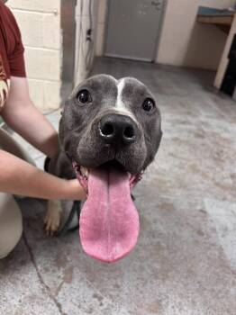 Pit Bull Terrier and Mixed Breed Dogs Available for Adoption in Oklahoma City, Oklahoma - A472857 | PetCurious