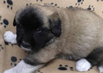 Ruthie -  German Shepherd Dog Dog for Adoption in Thief River Falls, Minnesota - Ruthie | PetCurious