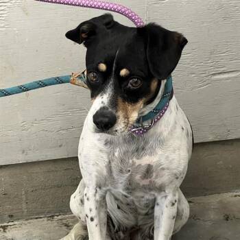 Rescue Rat Terrier Dogs for Adoption in Camarillo, California - SPRINKLES | PetCurious