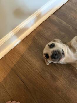 Bene -  Australian Shepherd and Terrier Dog for Adoption in Gillsville, Georgia - Bene | PetCurious