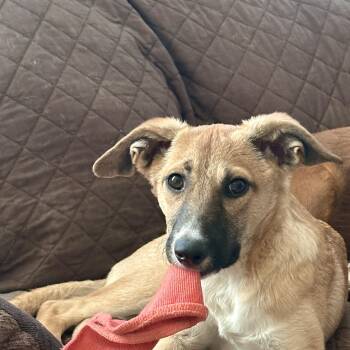 Kookie -  Labrador Retriever and Shepherd Dog for Adoption in San Diego, California - Kookie | PetCurious