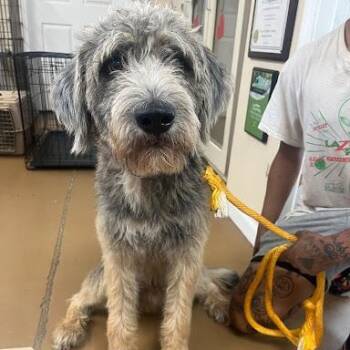 Boomer -  Labradoodle Dog for Adoption in Bethel, Connecticut - Boomer | PetCurious